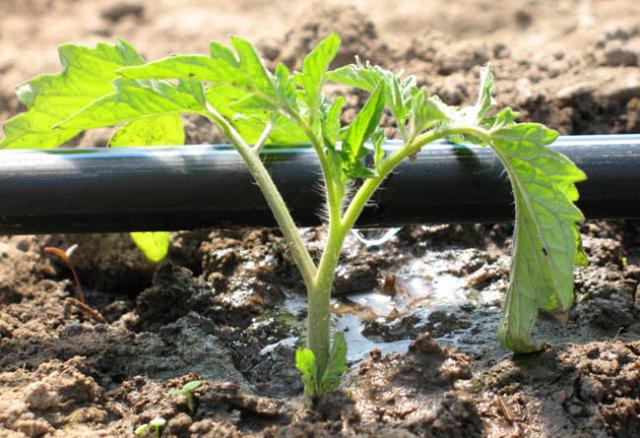 Советы опытных огородников: как часто поливать помидоры в теплице. Статьикомпании «ЭКО ТЕПЛИЦА»
